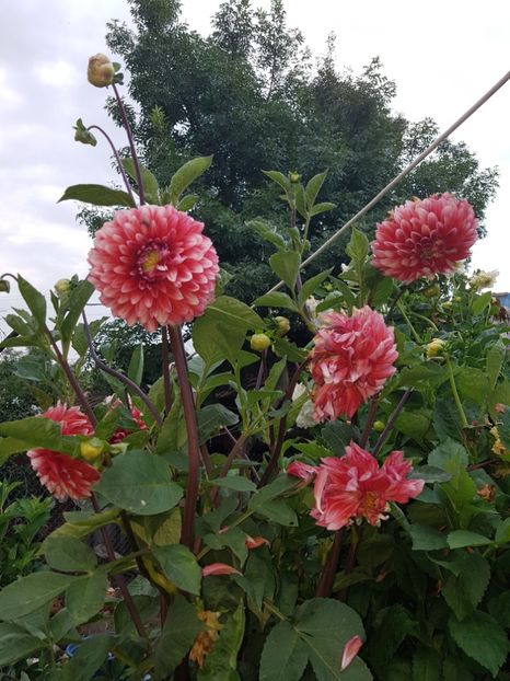  - IN GRADINA
