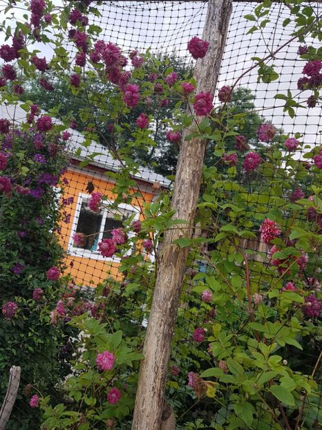  - IN GRADINA
