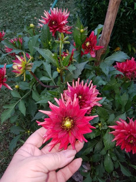  - IN GRADINA