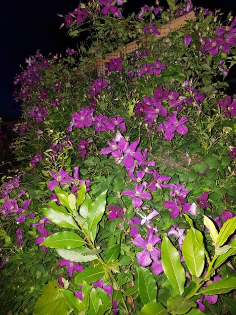  - IN GRADINA