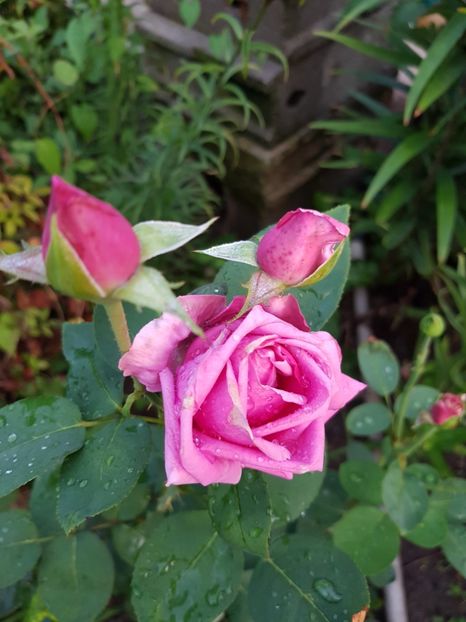  - IN GRADINA