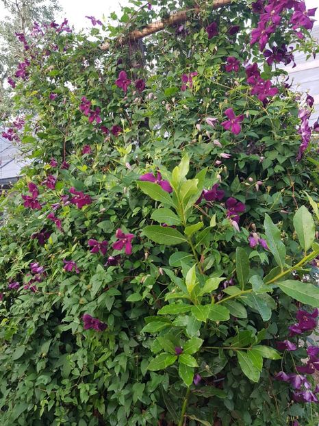  - IN GRADINA