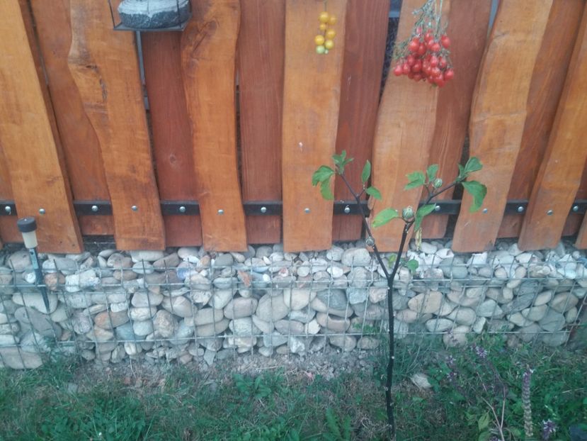 20190908_191635 - Copy - gradina 2019