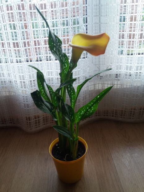  - Flori de camera 2019 partea a 2 a