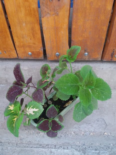  - flori de camera 2019