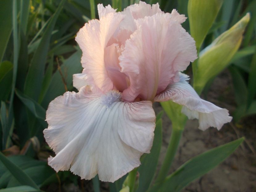 Ballycastle intermediate - done - Irisii mei - comenzi