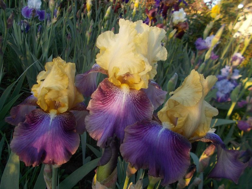 Ballyho inalt - done - Irisii mei - comenzi