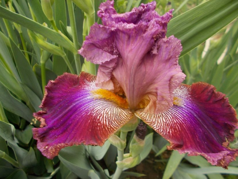 Barocco inalt - done - Irisii mei - comenzi