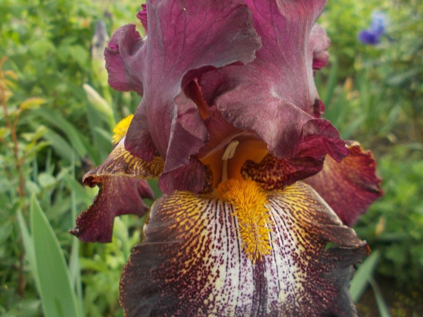 Bronco Brown inalt done - Irisii mei - comenzi