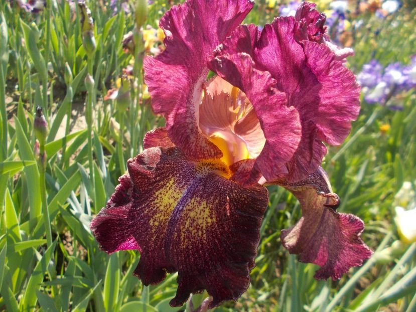 Columbia The Gem inalt done - Irisii mei - comenzi