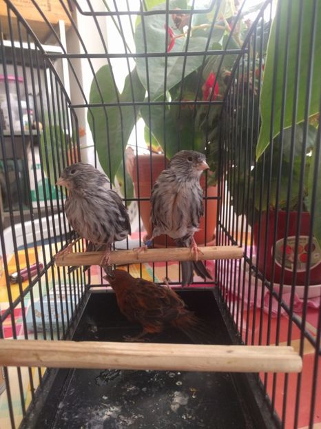  - 00 Canari de culoare