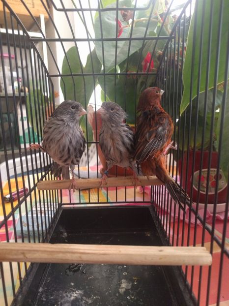  - 00 Canari de culoare