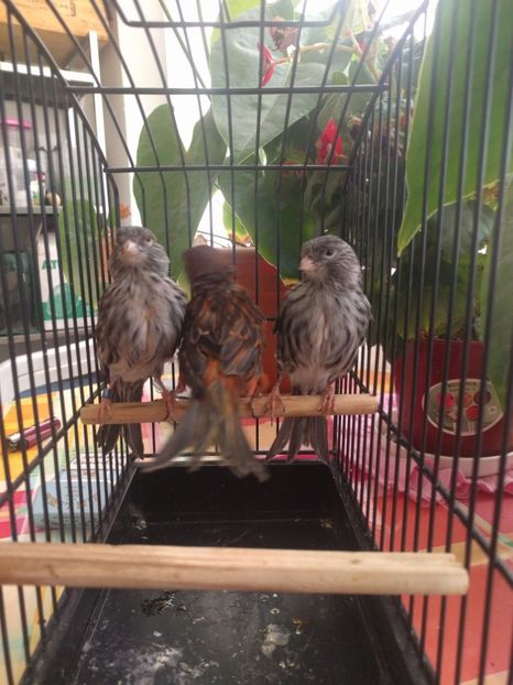  - 00 Canari de culoare