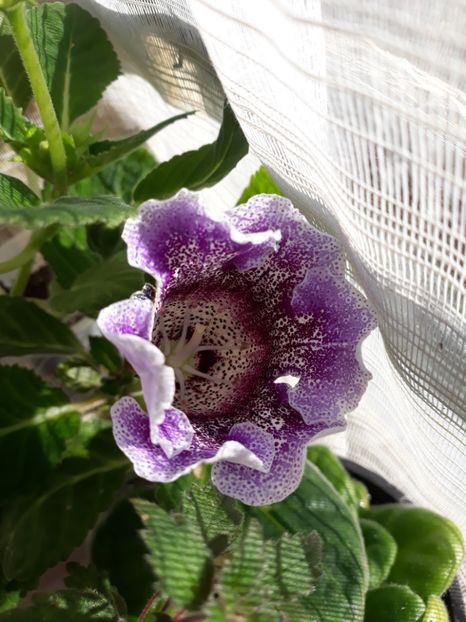  - Gloxinia din seminte