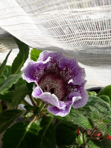  - Gloxinia din seminte