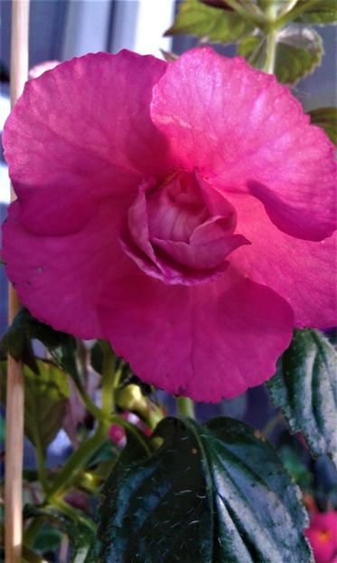  - achimenes diverse varietatii 27 09 2019