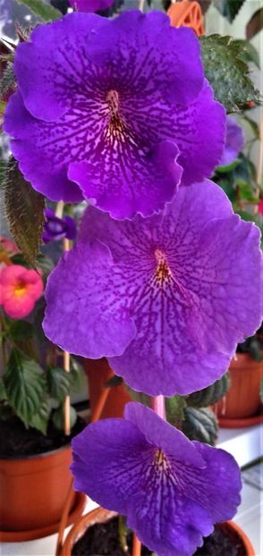  - achimenes diverse varietatii 27 09 2019