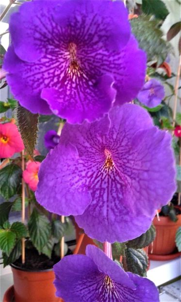  - achimenes diverse varietatii 27 09 2019