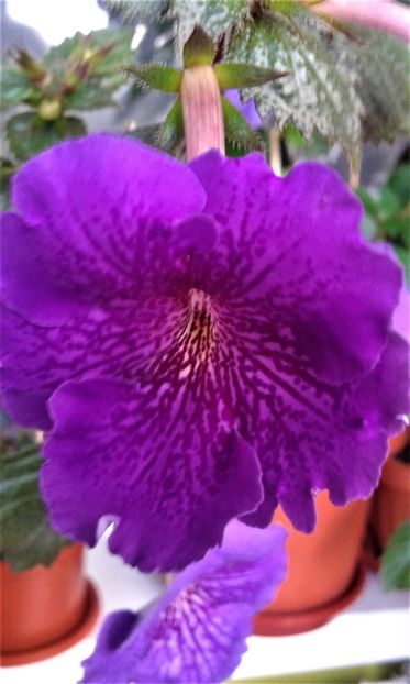  - achimenes diverse varietatii 27 09 2019