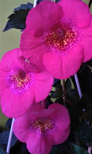  - achimenes diverse varietatii 27 09 2019