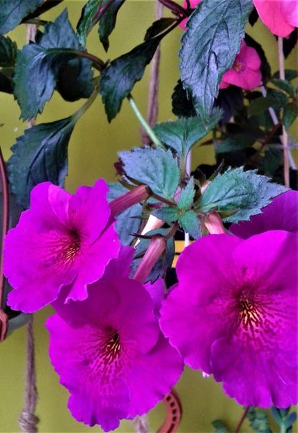  - achimenes diverse varietatii 27 09 2019