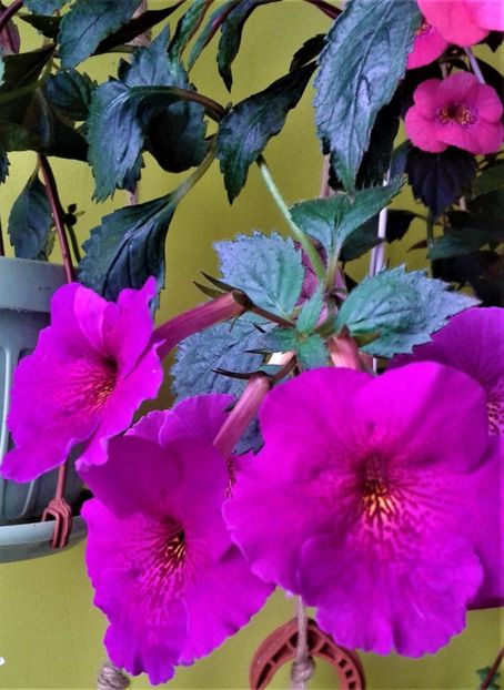  - achimenes diverse varietatii 27 09 2019