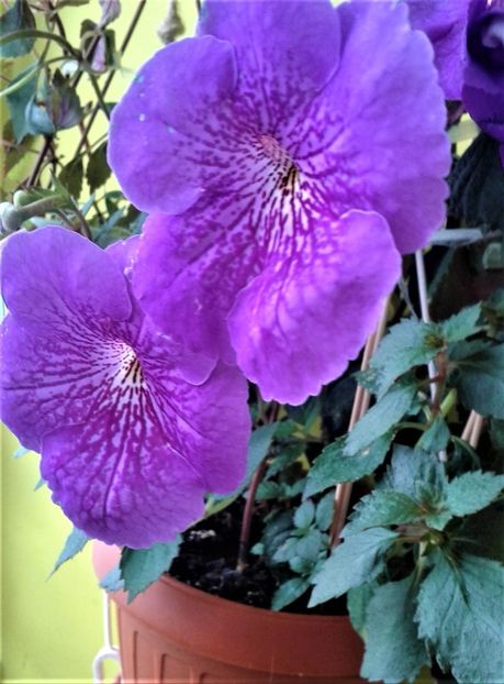  - achimenes diverse varietatii 27 09 2019