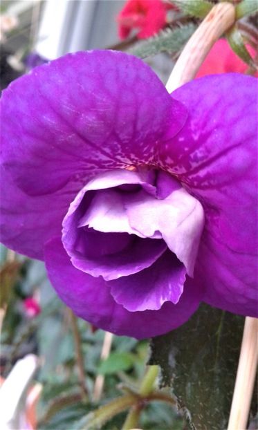  - achimenes diverse varietatii 27 09 2019