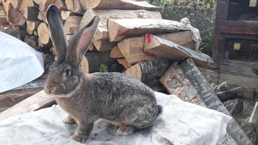  - Mascul din 2019 la diferite virsta si exemplare