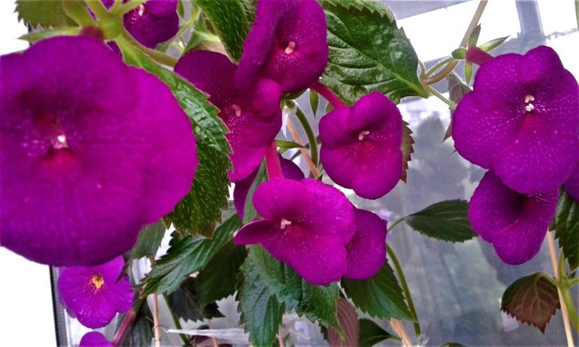  - achimenes diverse varietatii 27 09 2019