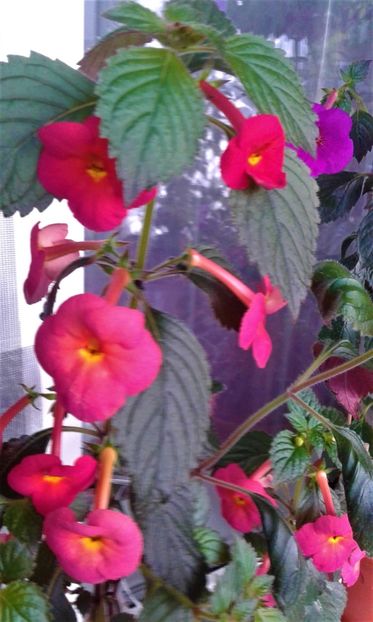  - achimenes diverse varietatii 27 09 2019