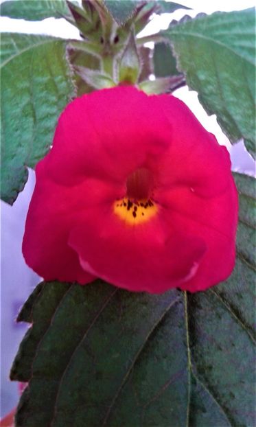  - achimenes diverse varietatii 27 09 2019