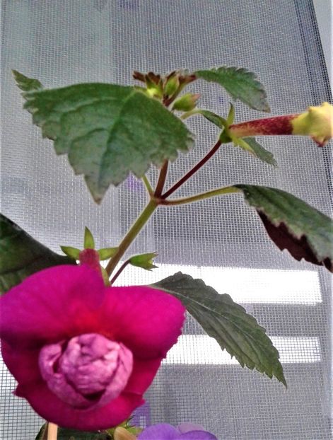  - achimenes diverse varietatii 27 09 2019