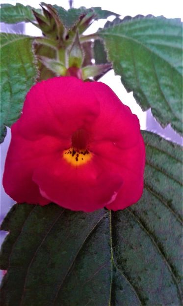  - achimenes diverse varietatii 27 09 2019