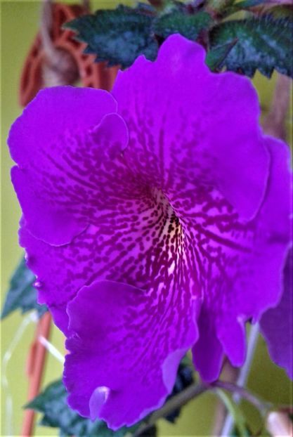  - achimenes diverse varietatii 27 09 2019