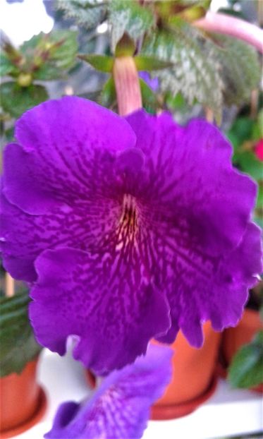 20190927_082212-xxw - achimenes diverse varietatii 27 09 2019