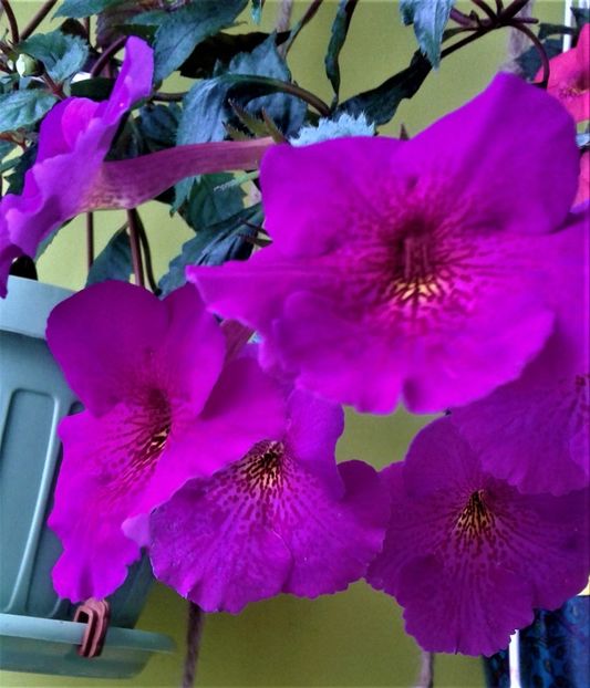 20190927_083113-xxxf - achimenes diverse varietatii 27 09 2019