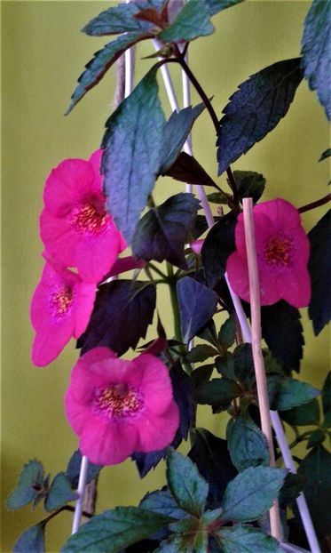 20190927_083126-xz - achimenes diverse varietatii 27 09 2019