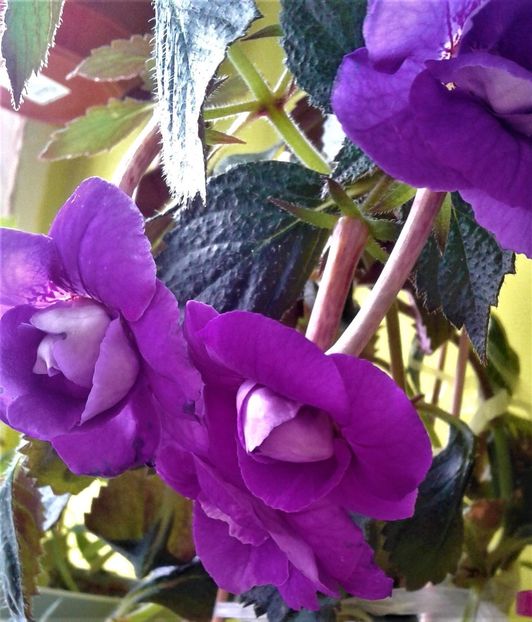 20190927_083501-xxs - achimenes diverse varietatii 27 09 2019