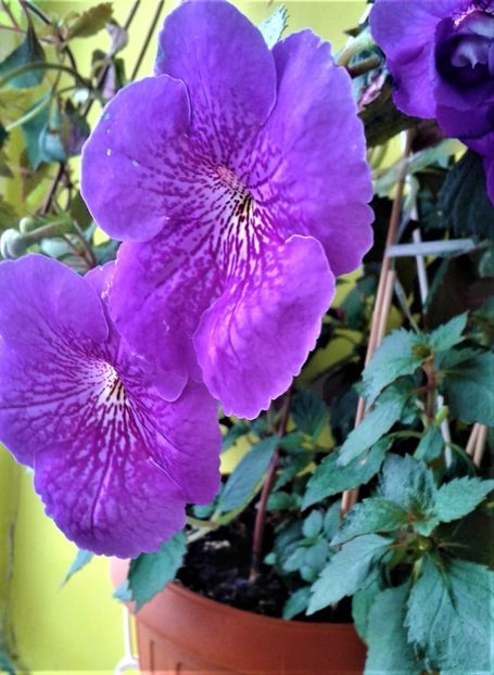 20190927_083526-xxe - achimenes diverse varietatii 27 09 2019