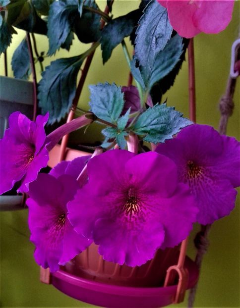 20190927_083943-xxi - achimenes diverse varietatii 27 09 2019