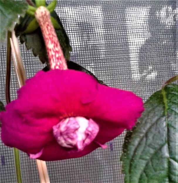 20190927_084052-xxx - achimenes diverse varietatii 27 09 2019