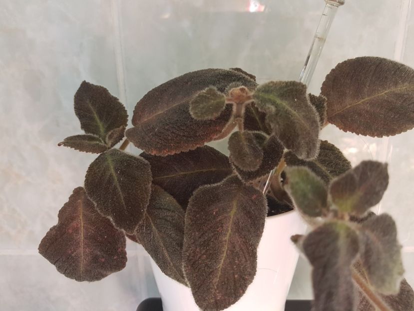  - EPISCIA