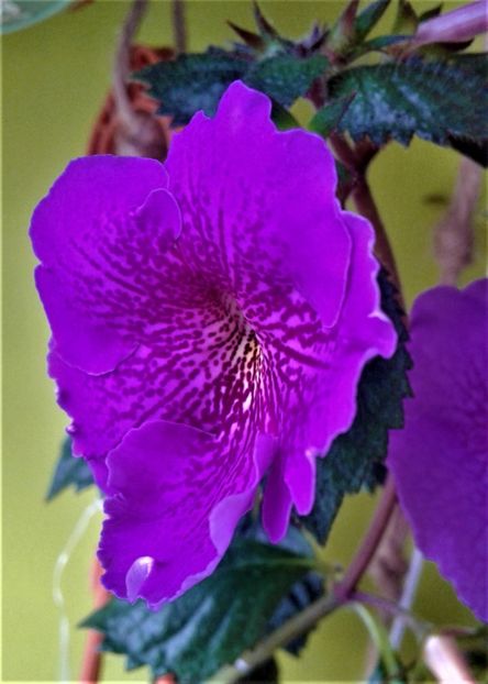 20190927_084010-1 - achimenes diverse varietatii 27 09 2019