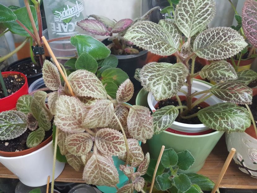  - EPISCIA