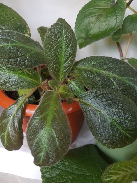  - EPISCIA