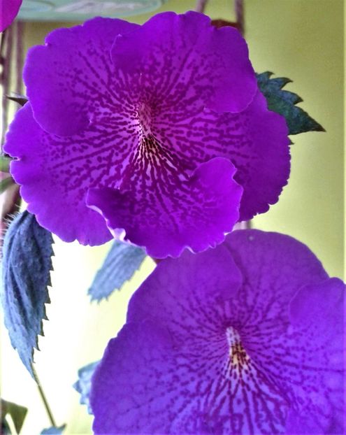 20190927_083958-3 - achimenes diverse varietatii 27 09 2019