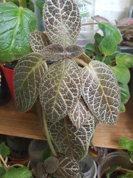  - EPISCIA
