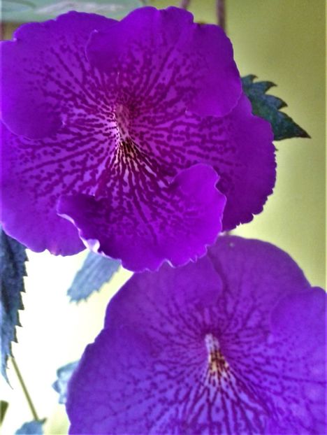 20190927_083954-4 - achimenes diverse varietatii 27 09 2019