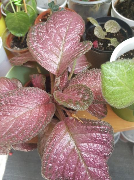  - EPISCIA